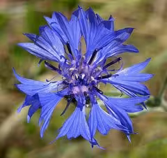 Bleuet