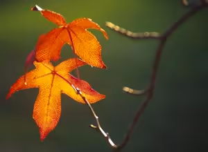 Feuilles d'automne