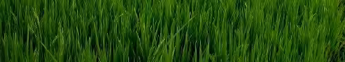herbes hautes