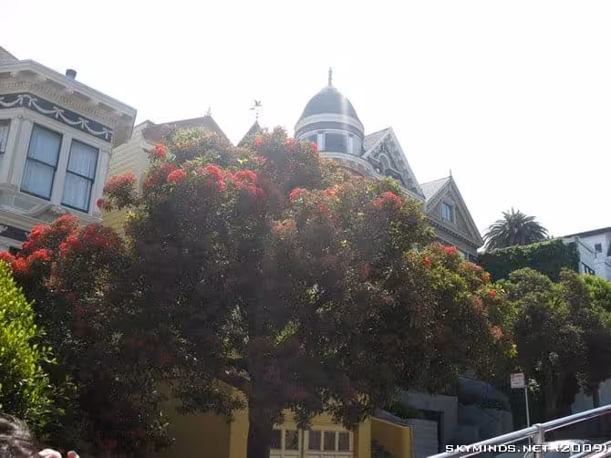 San Francisco : Japanese Tea Garden, Golden Gate Bridge, Alcatraz, Fisherman's Wharf, Pier 39 photo 36