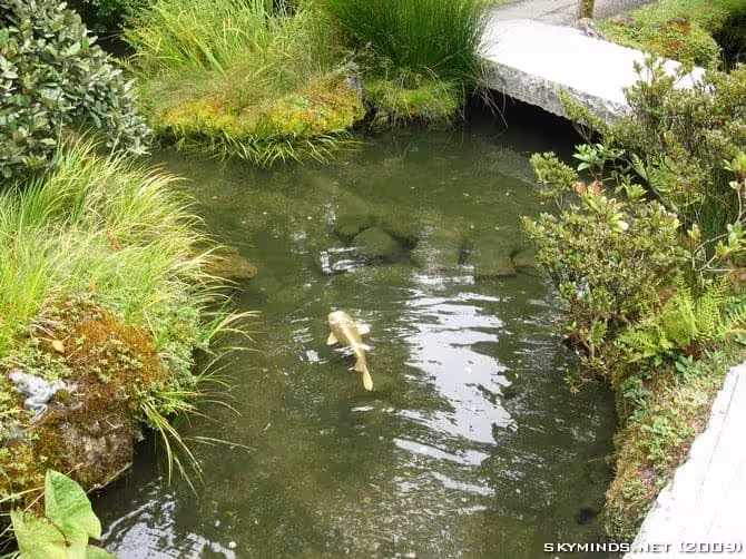 San Francisco : Japanese Tea Garden, Golden Gate Bridge, Alcatraz, Fisherman's Wharf, Pier 39 photo 20