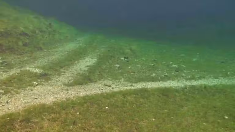 Un chemin d'herbe verte et de terre sous le Lac Vert, une prairie submergée.