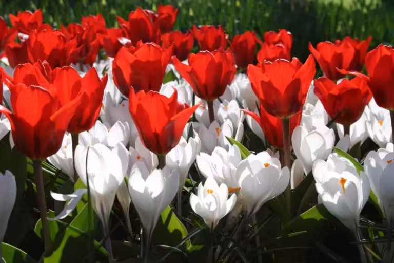 The Handmaid's Tale: Chapter 25 analysis, red and white tulips in a garden