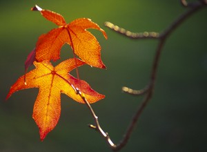 Feuilles d'automne