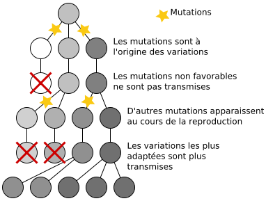 Evolution : schéma des mutations