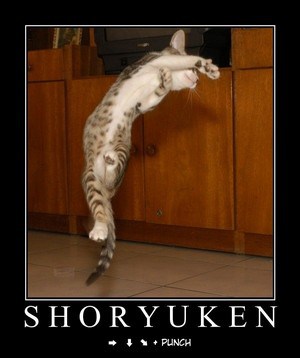 shoryuken_cat