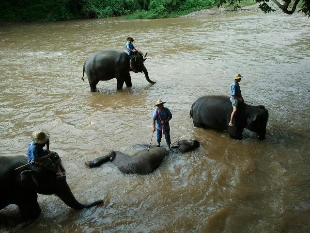 thailande-elephants-baignade