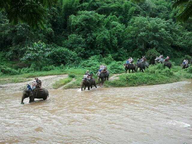 thailande-elephants-balade