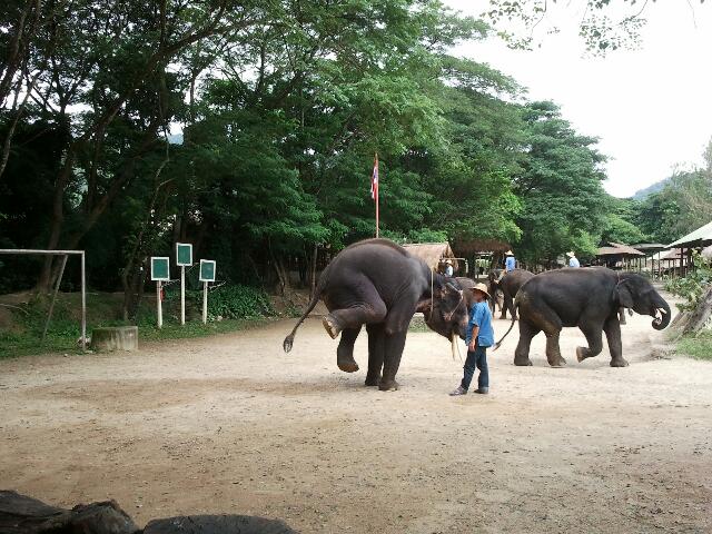 thailande-elephants-cirque
