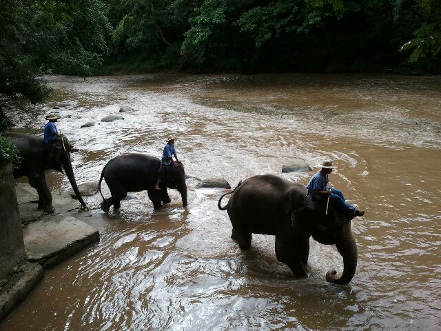 thailande-elephants-traversee