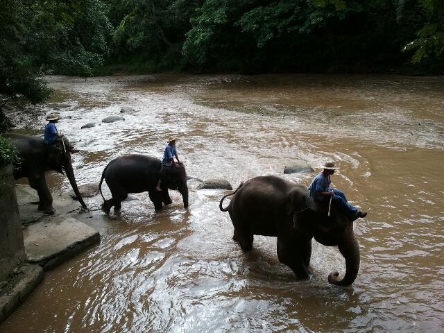 Deux semaines en Thaïlande : le camp des éléphants, la ferme aux orchidées, LOST photo 3