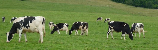 vaches